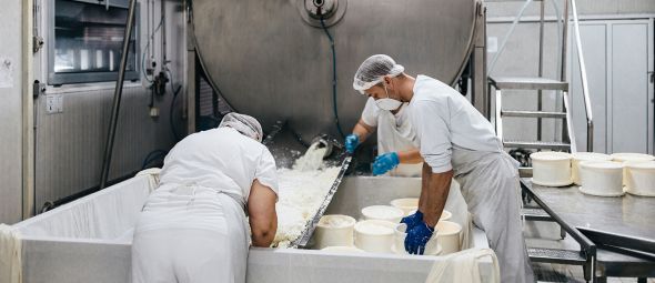 Manual workers in cheese and milk dairy production factory. 